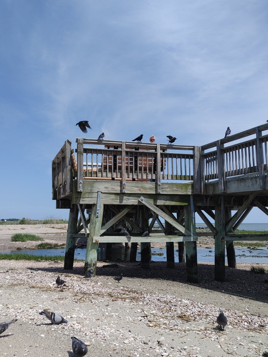 xbirdnerdx's tweet photo. I got to see my crows today! https://t.co/khhonHar97