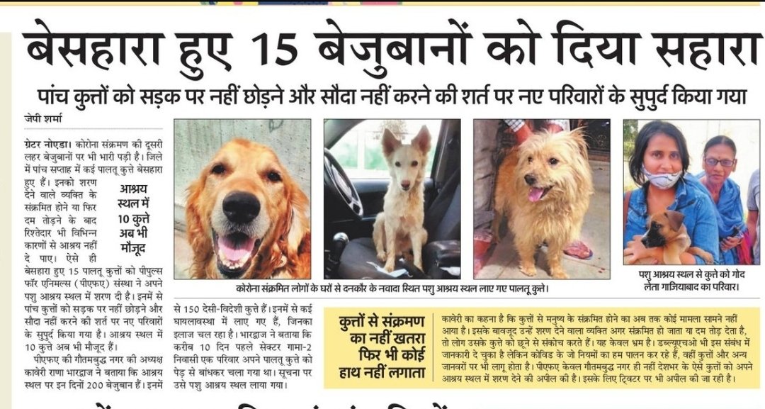 jp_s_journalist's tweet photo. कोरना संक्रमित हुए परिवार के बेजुबान हो रहे बेसहारा @TheDogMother_  @SmartSanctuary  बनी सहारा https://t.co/uN8Mm7s1Rt