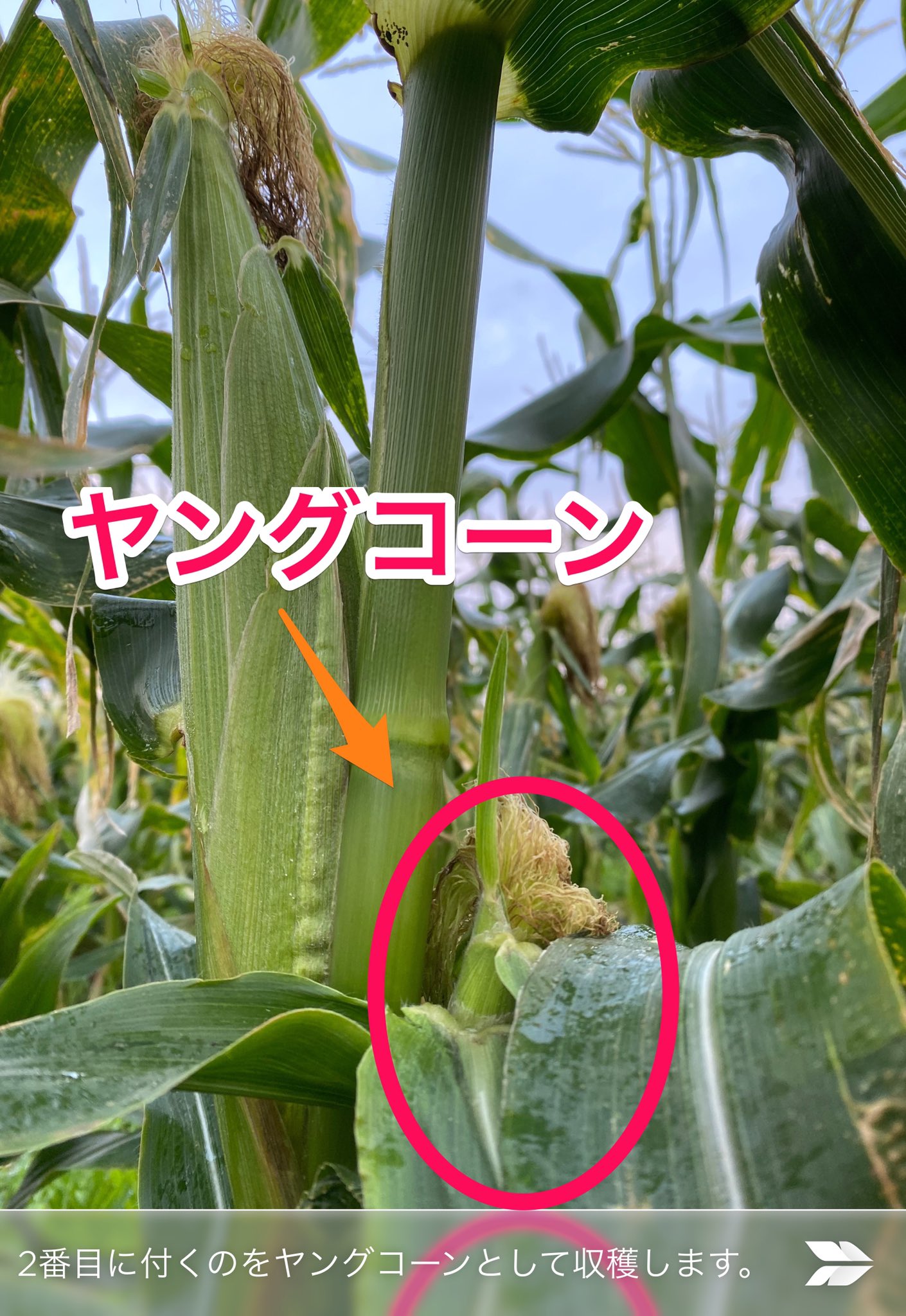 海の街藤沢だけで味わえるフルーツトマトの湘南佐藤農園 ヤングコーン の収穫真っ只中 トウモロコシの木の一番目に付くものをトウモロコシとして収穫し 二番目につくものをヤングコーンとして収穫します ヤングコーン トウモロコシ 海の街藤沢だけで味わえるフルーツトマトの湘南佐藤農園 ヤングコーン の収穫真っ只中 トウモロコシの木の一番目に付くものをトウモロコシとして収穫し 二番目につくものをヤングコーンとして収穫します ヤングコーン トウモロコシ