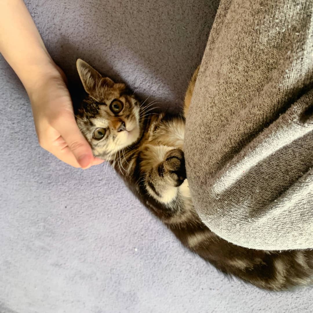 コテン

#猫好きさんと繋がりたい #cat #kitten #猫　#子猫