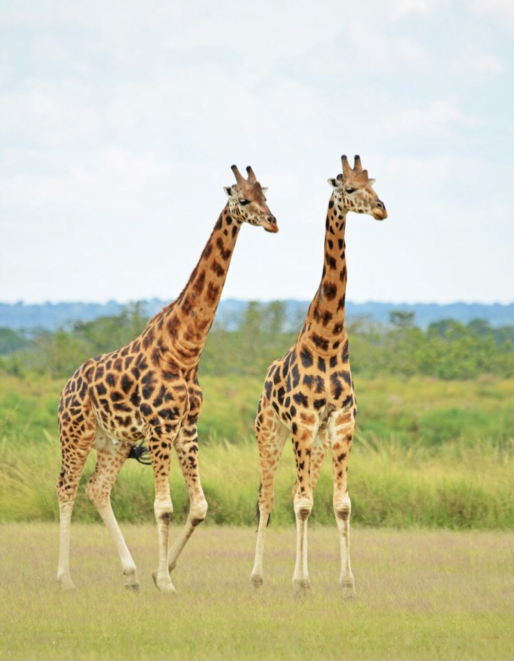 Uganda Wildlife Authority tweet media