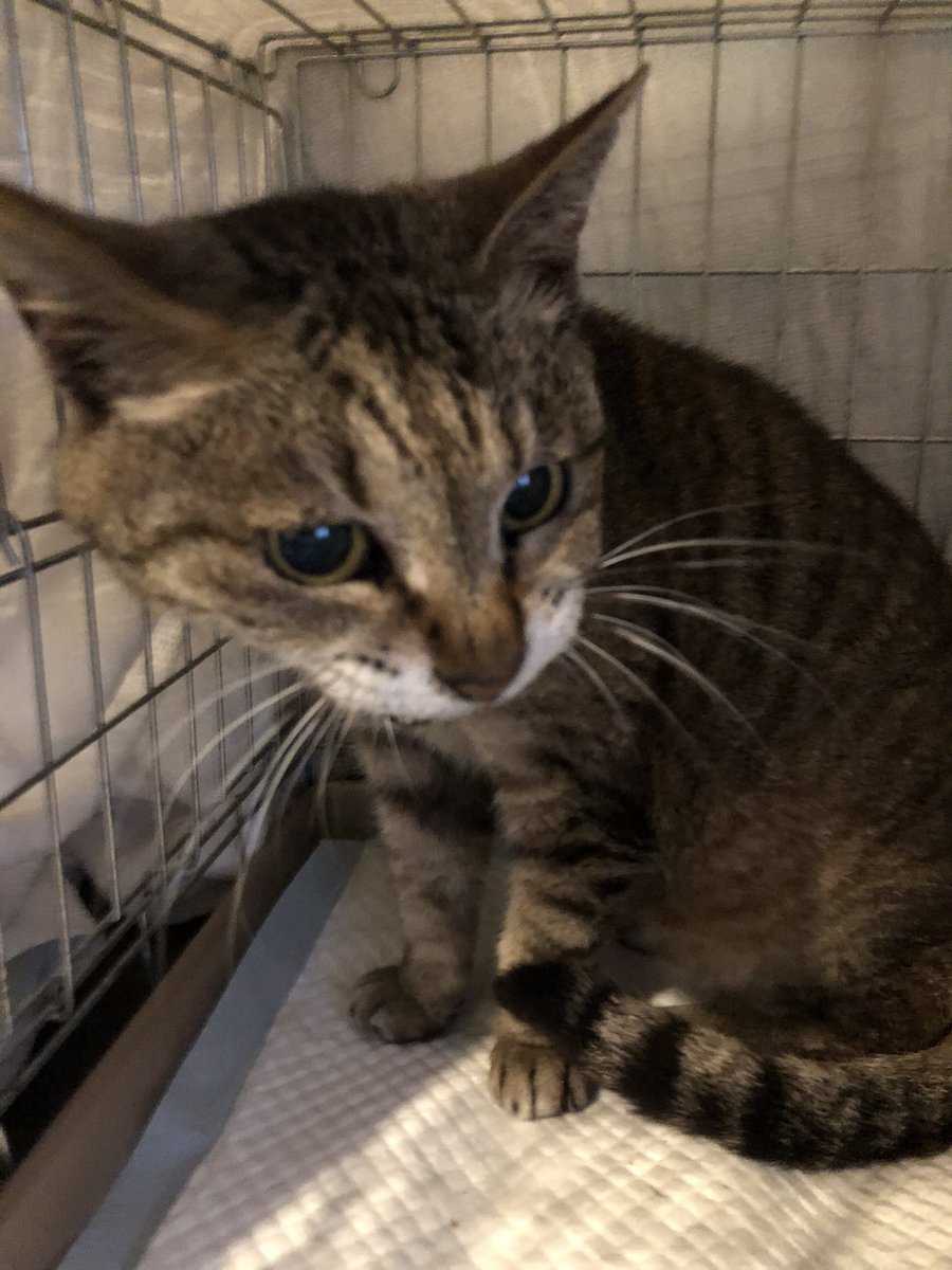 引っ越しで猫を置き去りに 怯える猫たちの保護活動とは ねこちゃんホンポ