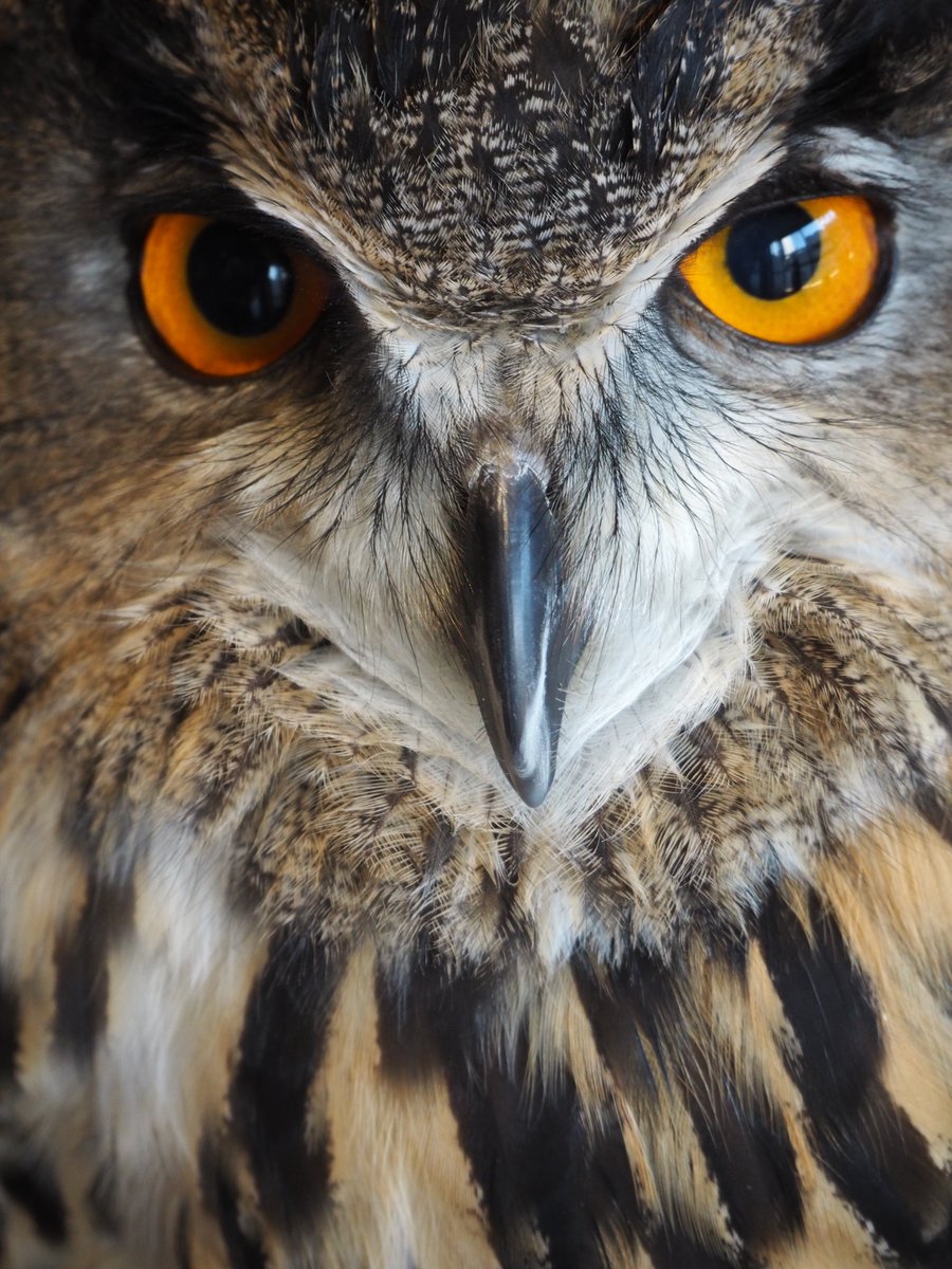 Cancelo 待ち受け画 No Twitter