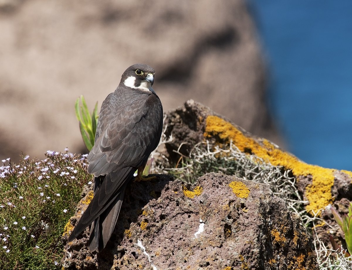 Our Project Partner PI “Sea and Karst” is organizing a webinar with topic “Eleonora's falcon - Between the sea and the sky”. Join the webinar on Thursday, 27th May via Zoom platform at 10:00 a.m.! 
Save the date and join us by clicking the link: bit.ly/3oJYEKQ