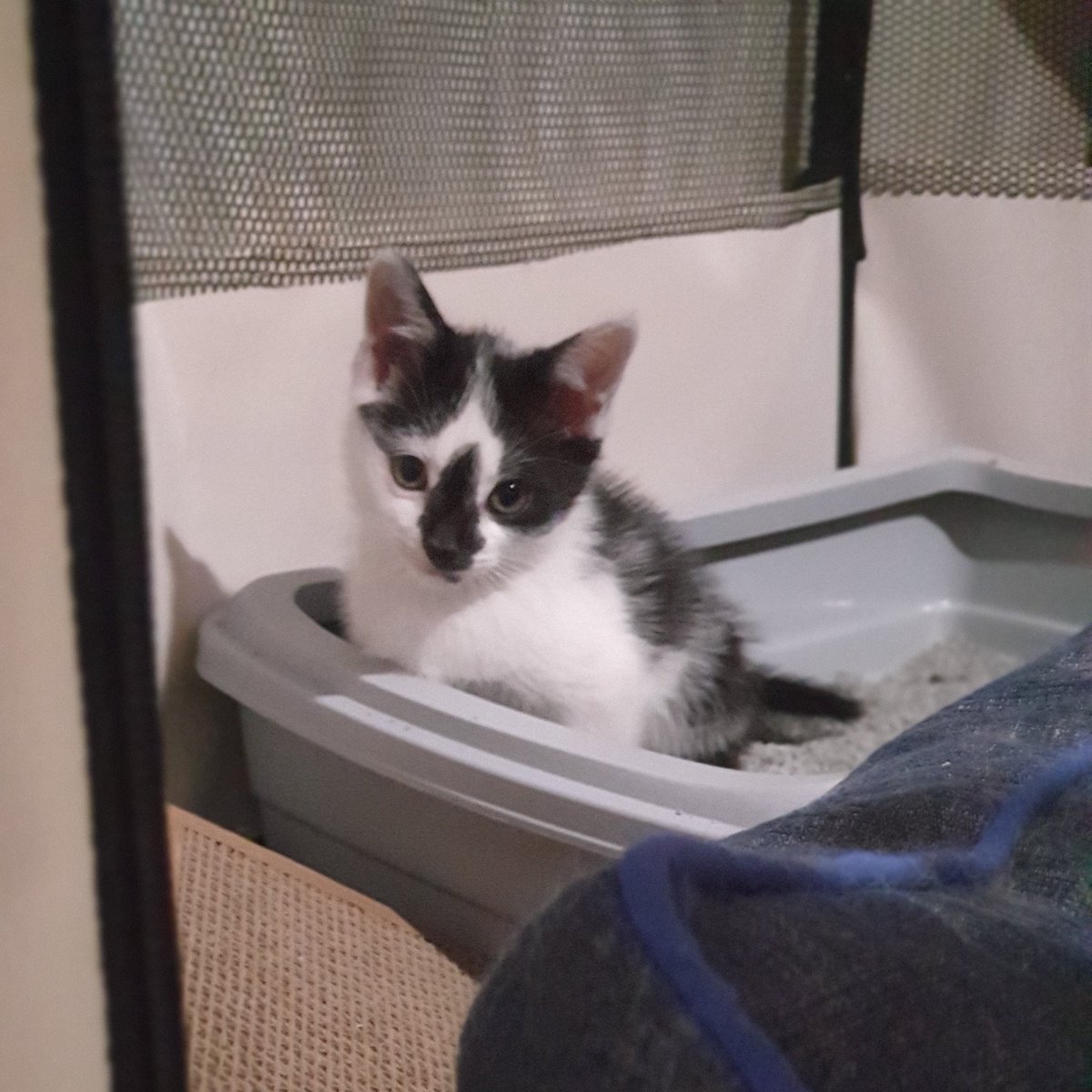 lagunakbarakald's tweet photo. Que agustico hacer pipi sin que nadie te moleste🤣.Así de guapo está el peque, y esta tarde vienen a verle!😻
#gatito #txikito #nosonjuguetes #adoptaconresponsabilidad
#Barakaldo https://t.co/ohDbit3lyB
