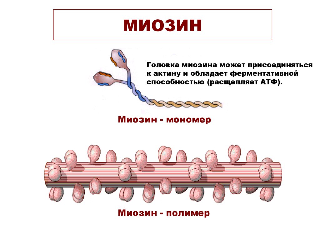 Актин входит в состав. Структура и функции миозина. Миозин строение и функции. Актин и миозин структура белка. Строение белка миозина.