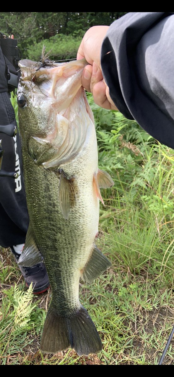 aacm3361's tweet image. 対面岸際スモラバ吊るしドン！狙って釣れた時の気持ちよさはマジトップオブ至高