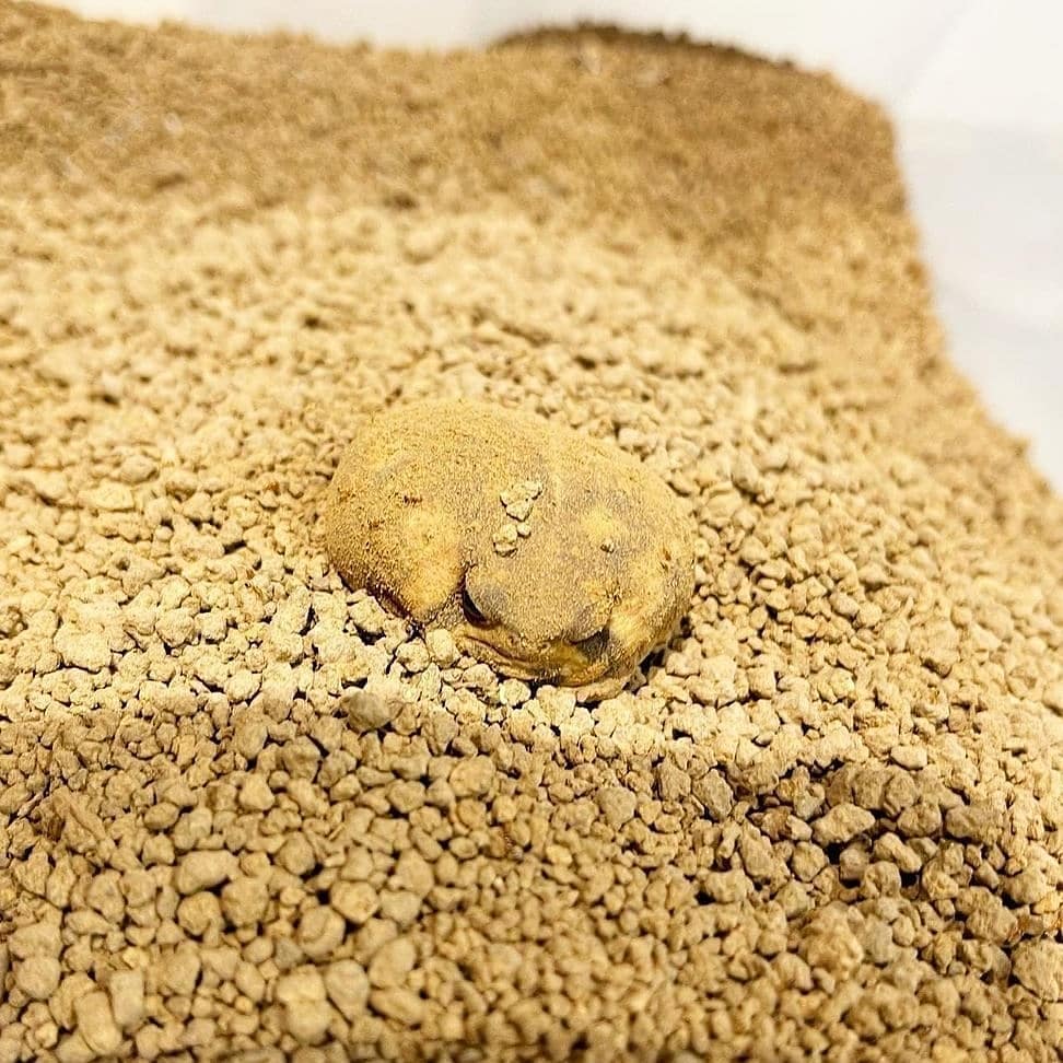 Amphibian 𓆏 tweet media