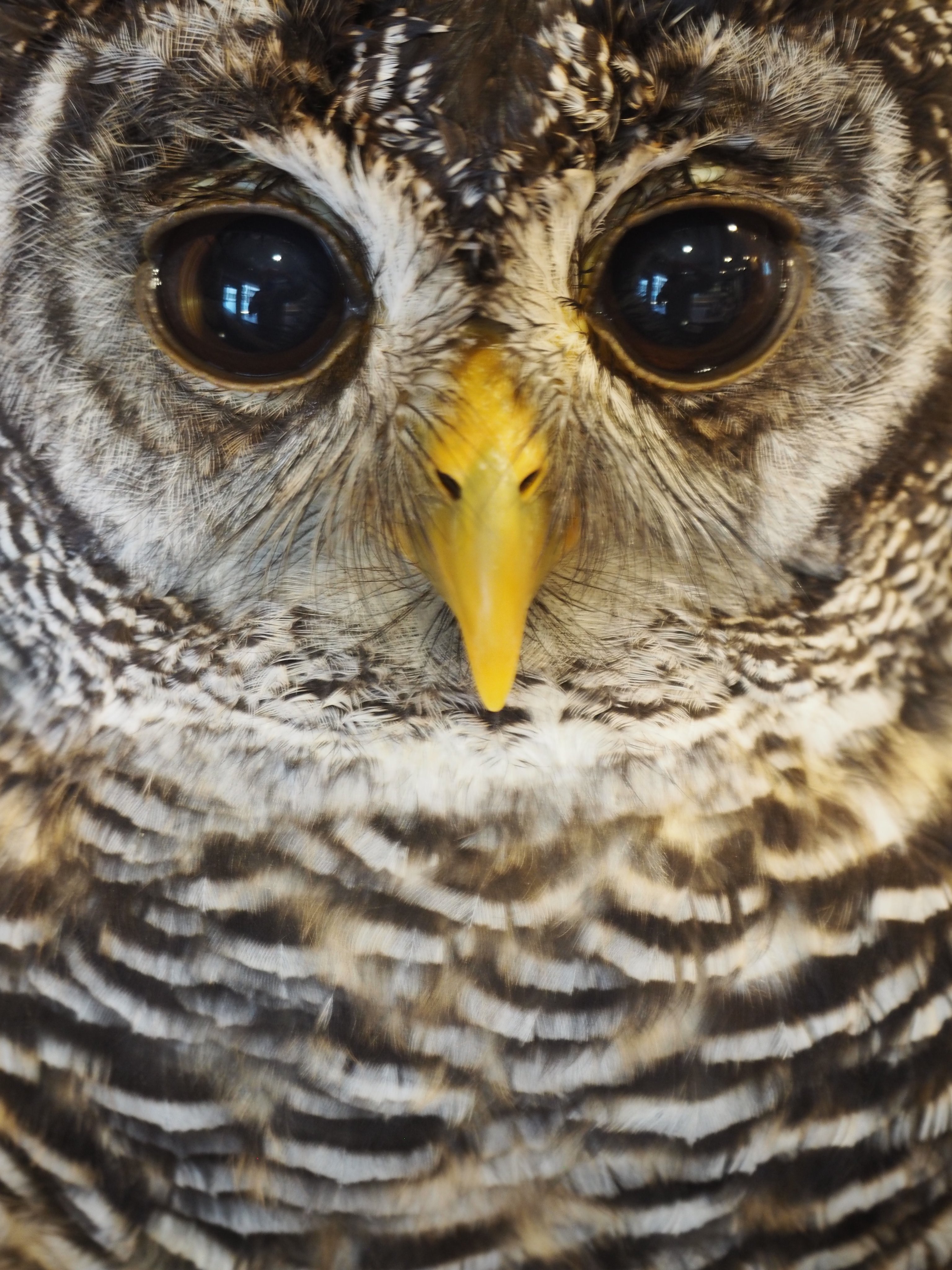 تويتر 大阪心斎橋 フクロウカフェchouette シュエット على تويتر 待ち受けにピッタリな黒目のフクロウさん達の写真も 1枚目と2枚目は別の子ですよ 大阪 東心斎橋 ふくろう フクロウカフェ 待ち受け アカアシモリフクロウ ウラルアウル ナン