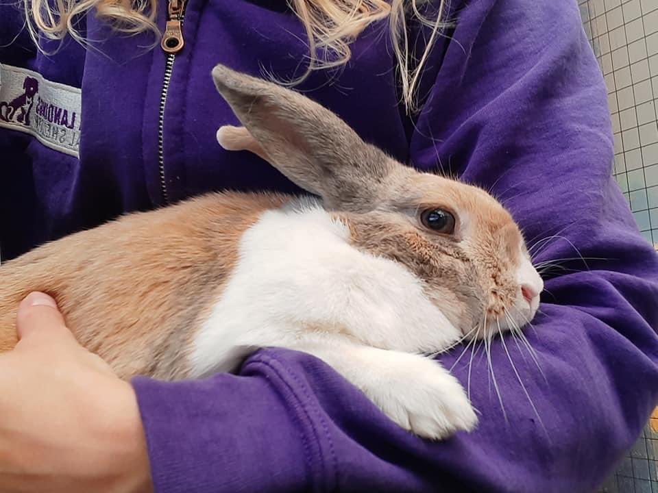 🏡Lonely Charlotte rabbit went off to her new home this week!🏡

We hope she will enjoy free range living with her new bunny friend! 🌼🐰🥬🐇🌸