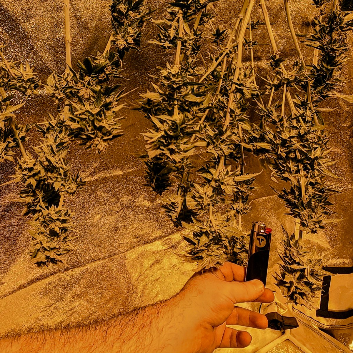 2bbshow's tweet photo. @PaulBry58335884 @AmeriCannaBlunt Just cropped that one tonight actually (LA OG Kush), here's a few just hanging out https://t.co/PD2dvnRz6S