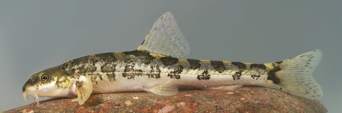 Baran Yoğurtçuoğlu (@yokbaran) on Twitter photo See Oxynoemacheilus isauricus, our latest nemacheilid fish described from Central Anatolia. We name it after the ancient name for Isauria. A very slender species what makes it so elegant and unique in O. angorae group. <a href="/jorg_freyhof/">Jörg Freyhof</a> <a href="/FishJournals/">@FishJournals</a> researchgate.net/publication/35… See Oxynoemacheilus isauricus, our latest nemacheilid fish described from Central Anatolia. We name it after the ancient name for Isauria. A very slender species what makes it so elegant and unique in O. angorae group. <a href="/jorg_freyhof/">Jörg Freyhof</a> <a href="/FishJournals/">@FishJournals</a> researchgate.net/publication/35…