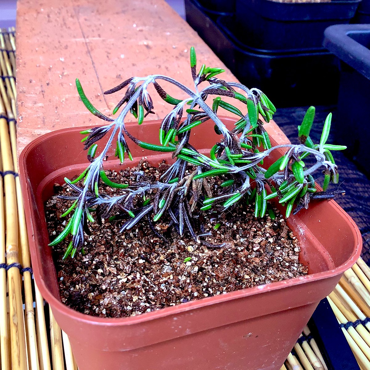 のせ ローズマリーの挿し木 5 6に挿し木した一株が枯れてる 引き抜いてみて やっぱり根が出てなかったので 撤去 同時期に 挿し木したやつは順調 中には早くも鉢の下から根が出ていた 残りはこのまま行けそうだ