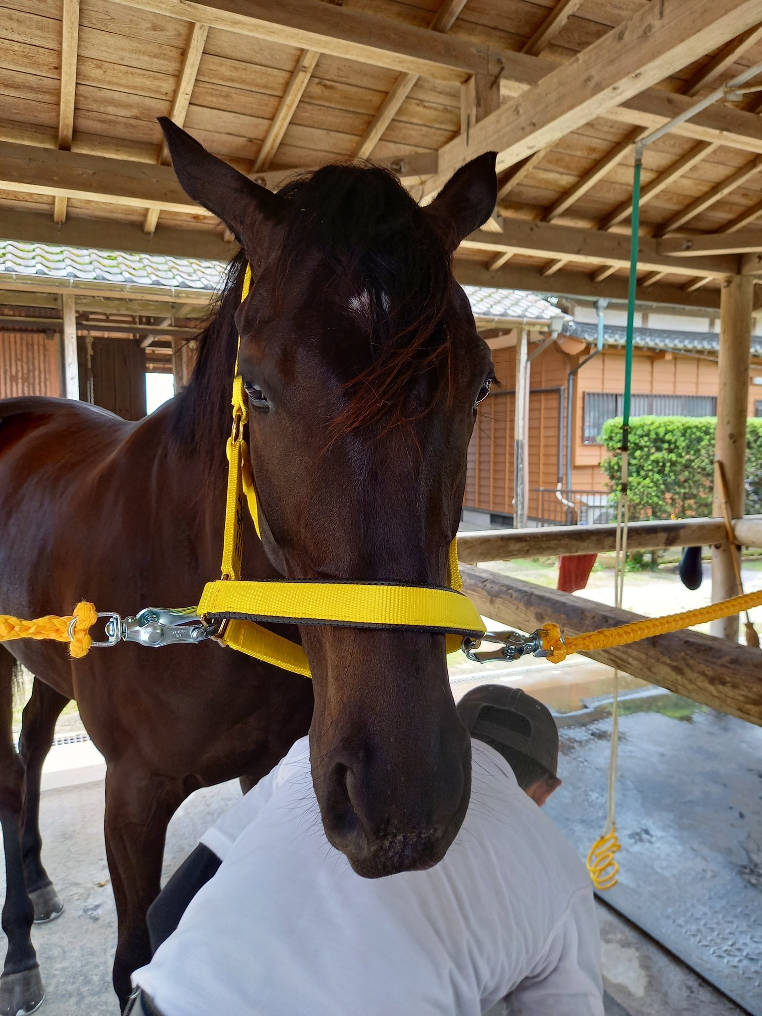 交換無料！ マドレーヌちゃんの白い馬と馬車 その他 - kosas.edu.my