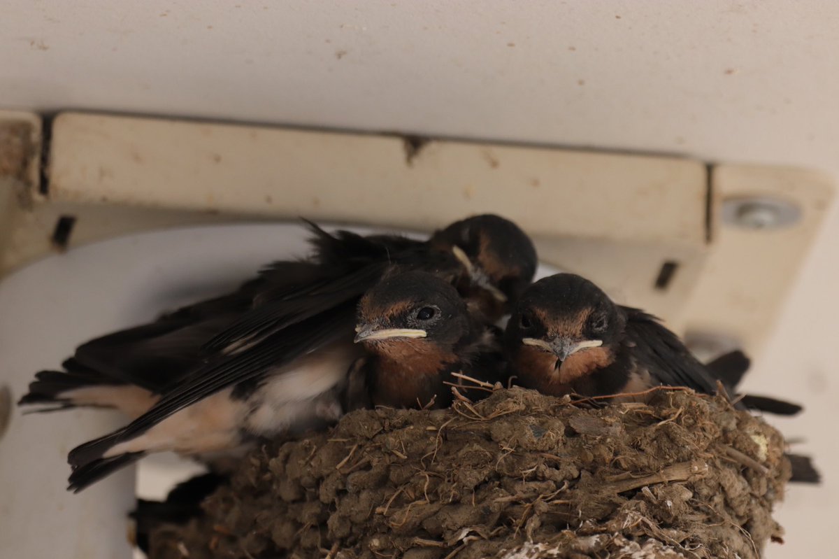 巣の中にギチギチに詰まっているツバメのヒナさんがめちゃかわなので集めてみた おしくらまんじゅうかよ 溢れちゃう Togetter