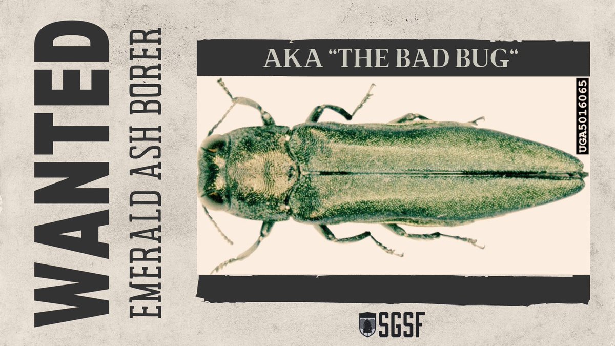 SGSF_Forests's tweet photo. The @emeraldashborer (#EAB) is one BAD bug! These bugs have killed hundreds of millions of ash trees in North America already & we need YOUR help. For #EABWeek, we are asking forest lovers to learn what they can do to stop the spread of EAB. WATCH: https://t.co/uglXDnukoM https://t.co/pBWiqBwQGN