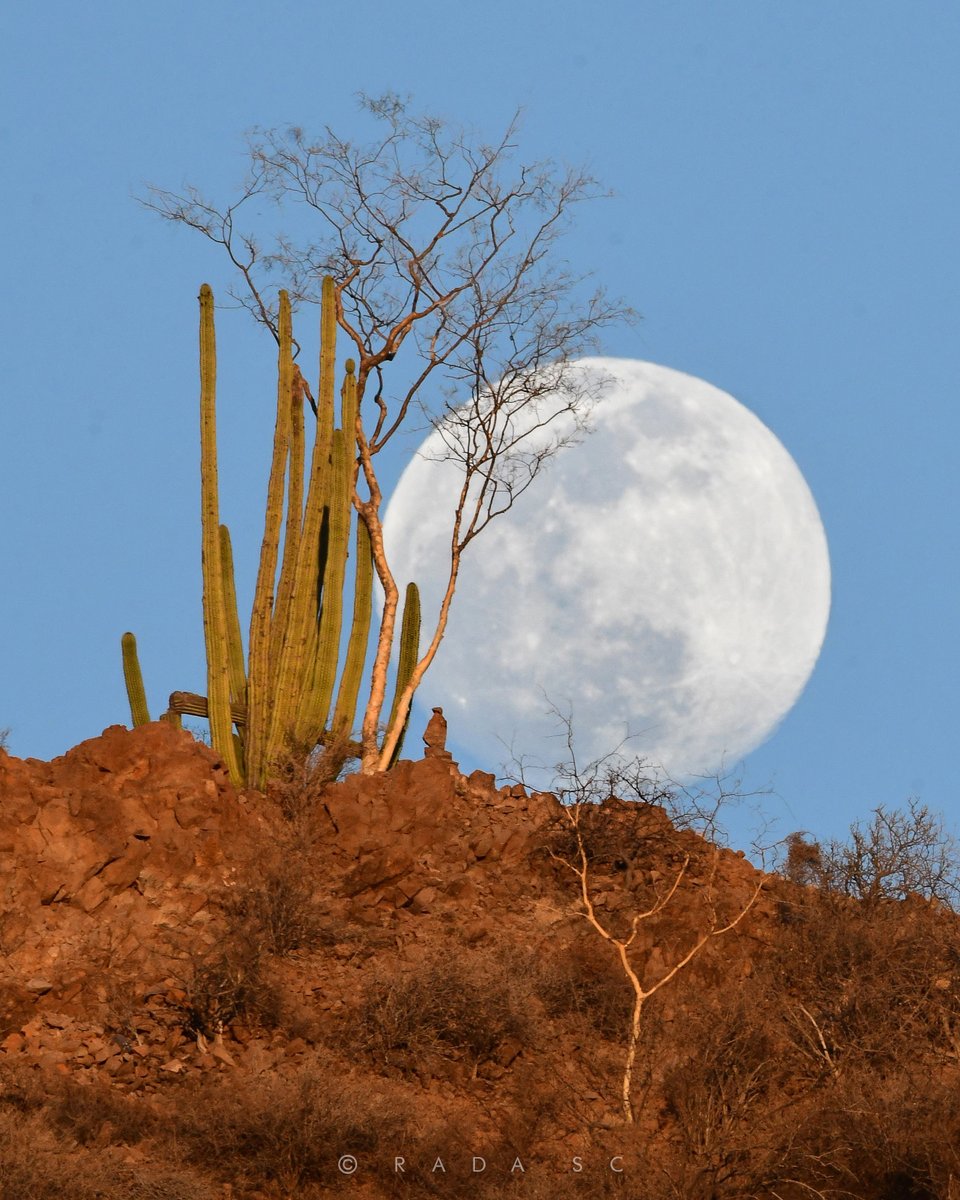 Rada_SC's tweet image. La Luna al atardecer de hoy lunes desde San Carlos, Sonora.

Para el 26 de Mayo tendremos un Eclipse Lunar combinado con una Super Luna. Estaré listo!