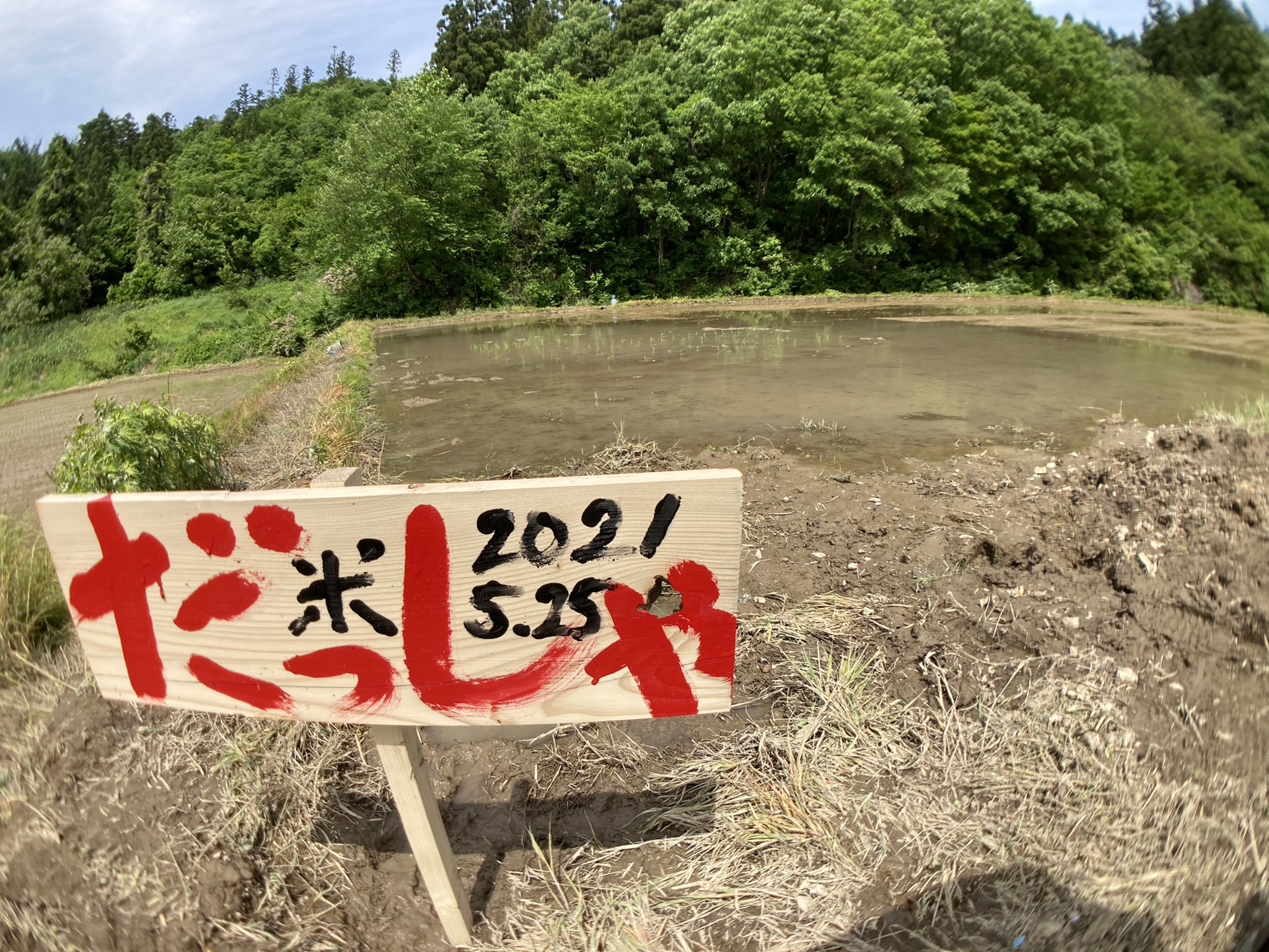 石川典行 初めての田植え配信 立派に育て だっしゃ米 良くしてくれたリスナーありがとう 見てくれたリスナー感謝 ツイキャス 石川典行 T Co 7f3ioykf2q Twitter