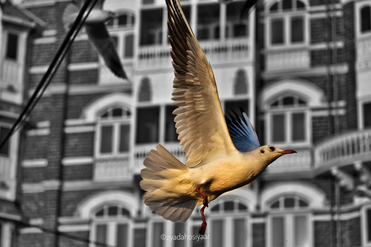 Flying starts from the ground. The more grounded you are, the higher you fly.

©zyadahosiyaar
instagram.com/zyadahosiyaar

#zyadahosiyaar #Mumbai #birdphotography #birdwatching #BirdTwitter #travel #travelphotography #photography #mymumbai #seagull #flying #birdlovers #beautiful
