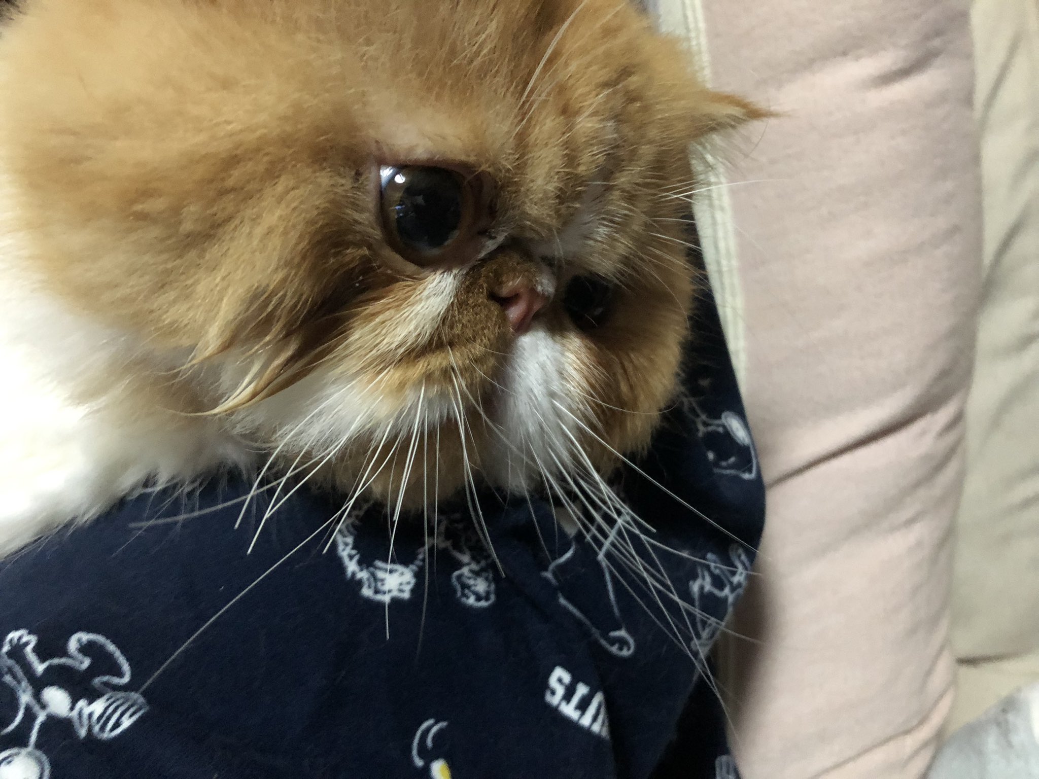 狸ちくわ君 Tanu Chikuwa Twitter