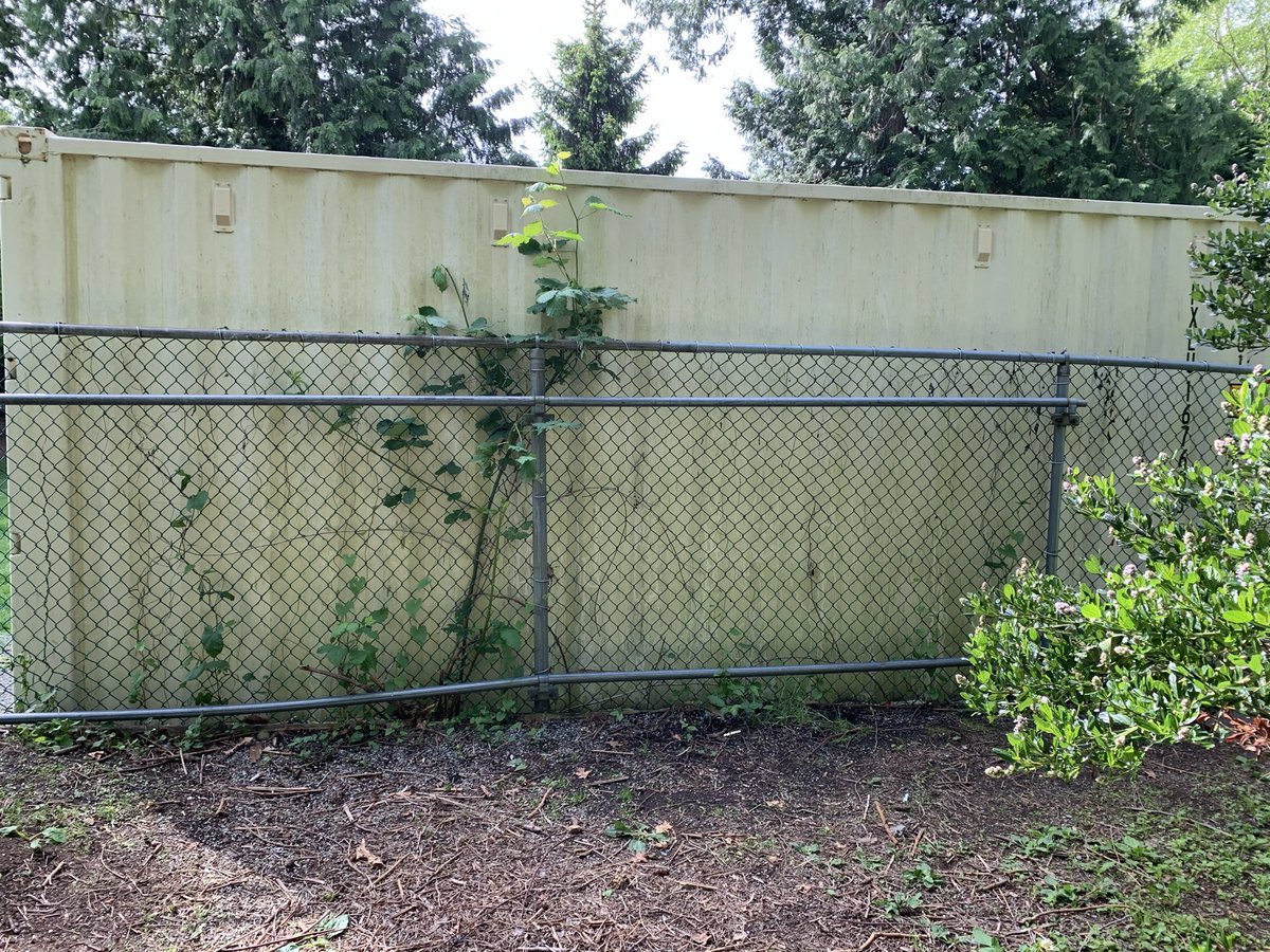 MrsASekhon's tweet photo. So excited to start our @ShawInfo #communityweek activities tomorrow with @Surrey_Schools and @ClassroomChamps My students will be giving our school gardens a facelift! Enjoy our before pictures! Stay tuned for after... https://t.co/9HmrRxHvjZ