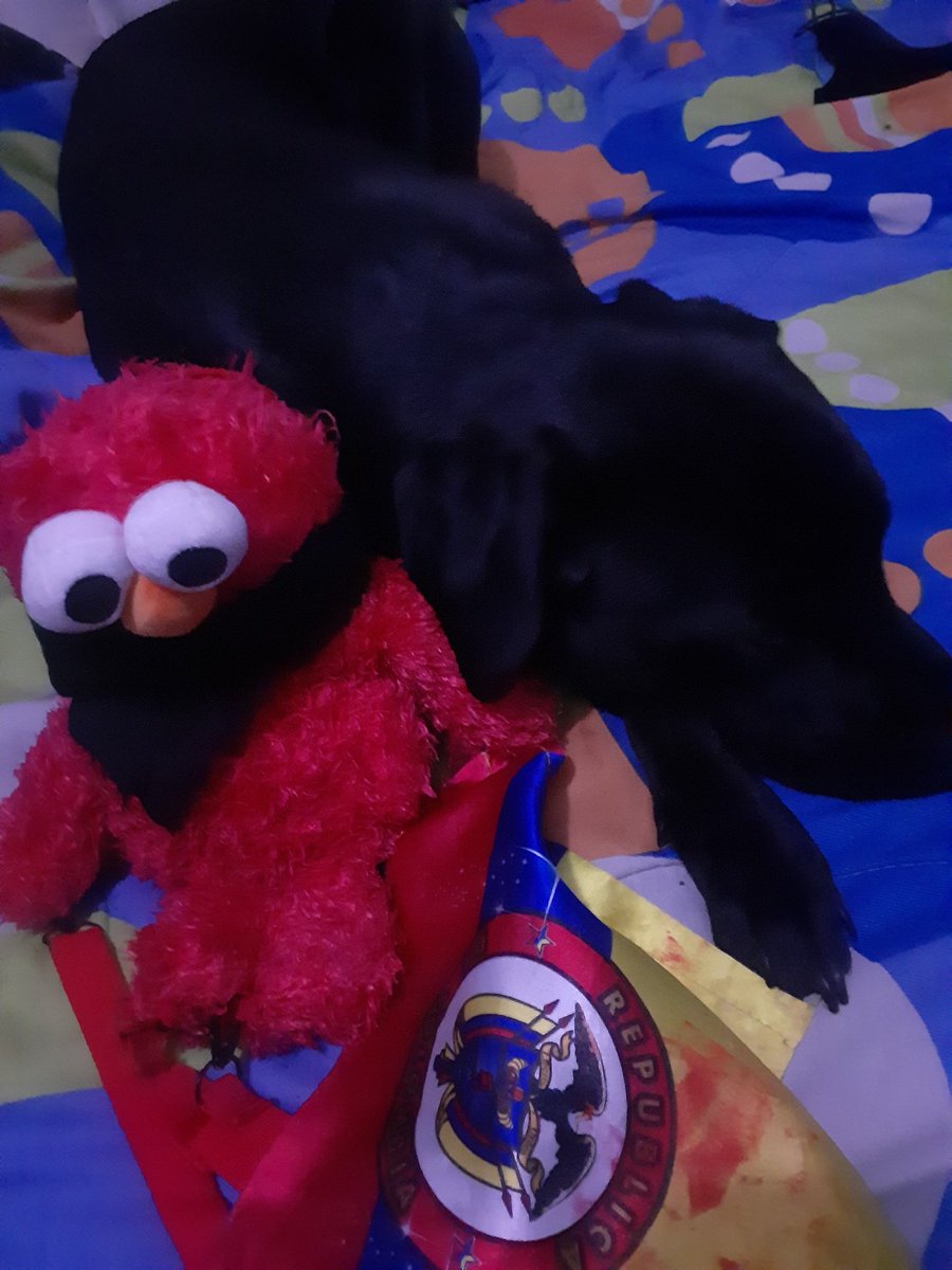 Steveen_n's tweet photo. @MLimonagrio jajajaj yo soy el de la foto jajaj aguante elmocapuchó y que viva el paro nacional🔥
Adjunto foto de que elmo está bien y con mi perrito. https://t.co/IDa0Sh6ZIc