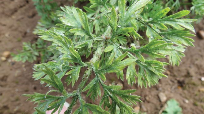 AHDB Scotland (@ahdb_scot) on Twitter photo Use our weather-based willow-carrot aphid migration forecast tool to estimate when willow-carrot aphids are likely to migrate into carrot crops. Monitoring activity and identify risk periods and target control in carrot crops. View it here bit.ly/3hPRGm3
<a href="/AHDB_Hort/">AHDB Horticulture</a> Use our weather-based willow-carrot aphid migration forecast tool to estimate when willow-carrot aphids are likely to migrate into carrot crops. Monitoring activity and identify risk periods and target control in carrot crops. View it here bit.ly/3hPRGm3
<a href="/AHDB_Hort/">AHDB Horticulture</a>