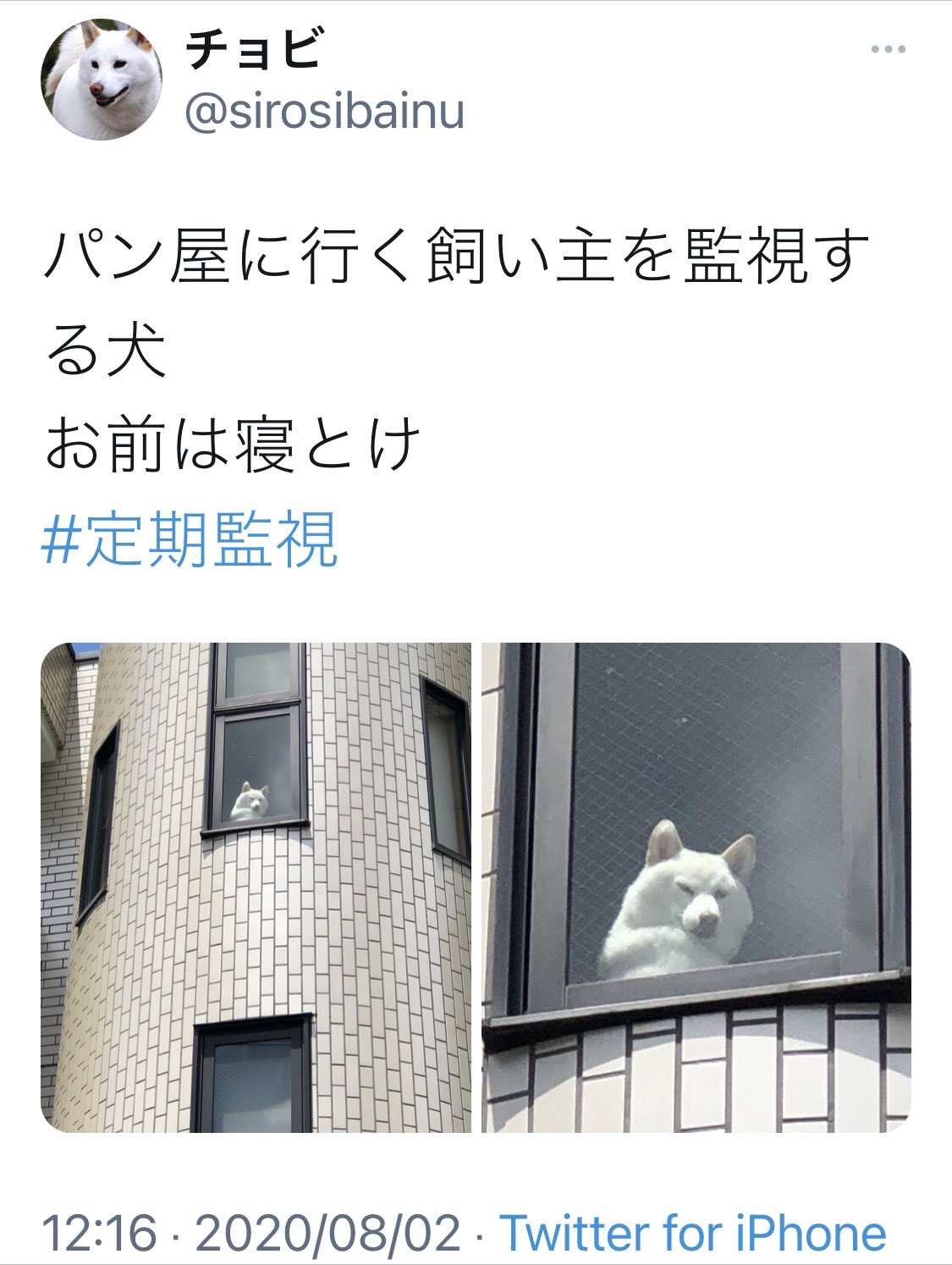 チョビ Ar Twitter どんどん強そうになってくチョビ氏 T Co Uqrl0xfio8 Twitter