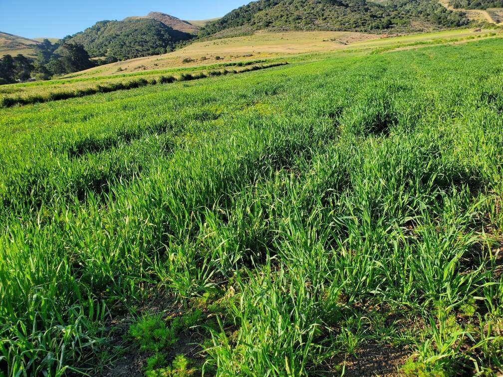 Build_a_Blend's tweet photo. Check out our upcoming crop of oatstraw!  Farmed  Regeneratively and contracting now for summer production. Grown in California. 

#regenerativeagriculture #contractgrowing #tea #botanicals #manufacturing #oatstraw https://t.co/JqtMt2itij