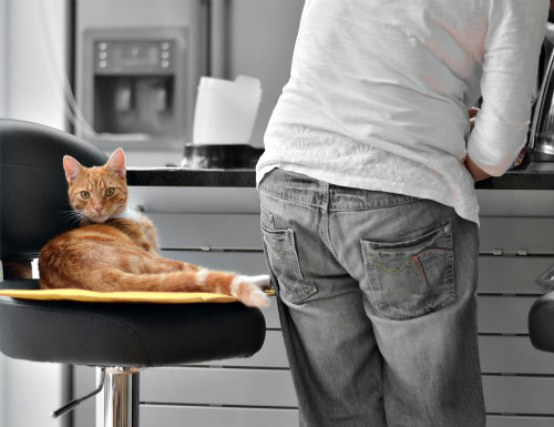 CatMamasDotCom's tweet photo. You know you're a crazy #cat woman when…You pull up a new chair because your #cat has taken yours. https://t.co/m2Jqt0dAav