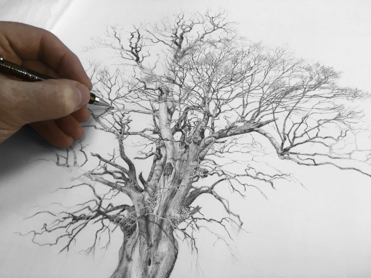 RGE_Art's tweet image. Drawn to this 900yr old oak #trees