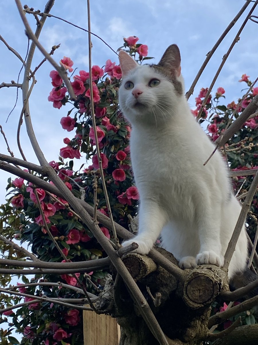 Twodais beed mien borned dai amd a beed twoz yeares oldes. Ima beed eggstwa biges ima fimks?

[alt: Today is my birthday and I am 2 years old. I am extra big I think?]