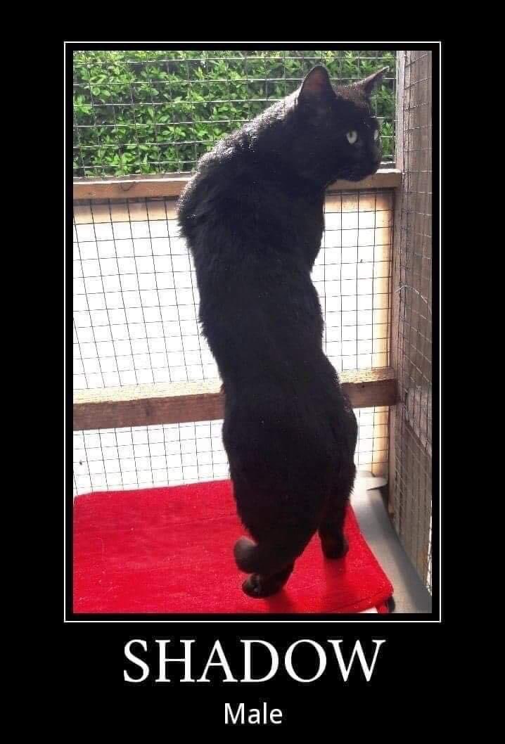 Allerton Cat Rescue tweet media