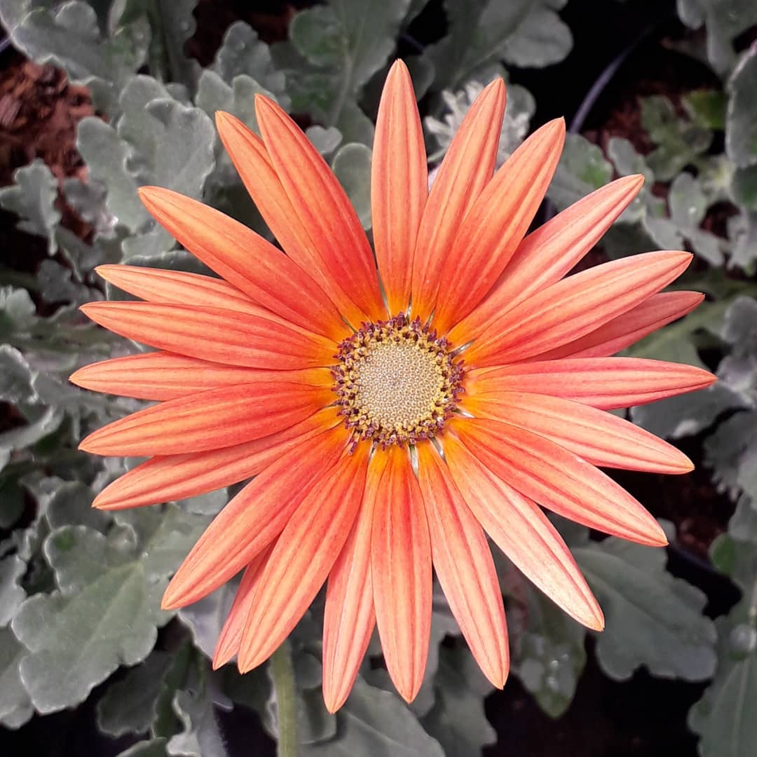 The Arctotis are looking stunning at the moment and will flower right through to the autumn with some dead heading. Grow in a sunny spot, either in a pot or the border.

We are open Tuesday to Saturday 10 til 5. Phone Steven on 07771916933