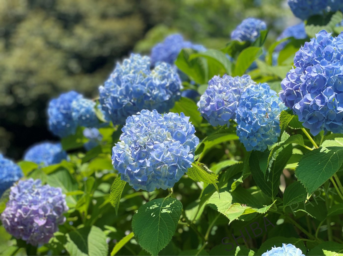 都立芝公園 على X: 