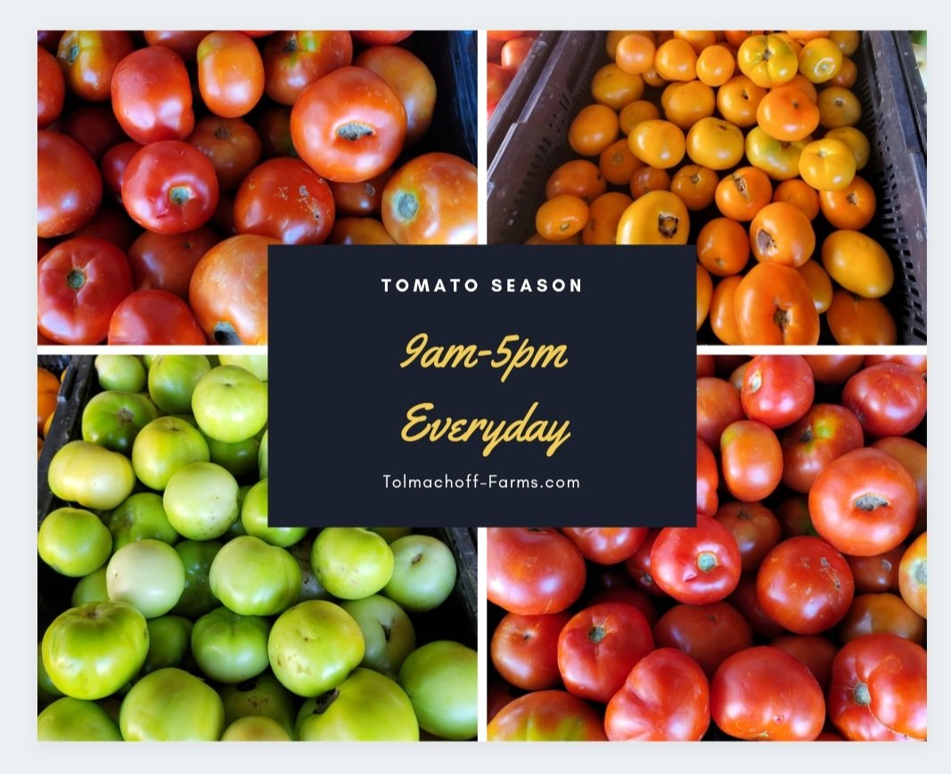 Tomato season is here! We will be open 9am-5pm everyday until mid July.  #localgrown #tomatoes