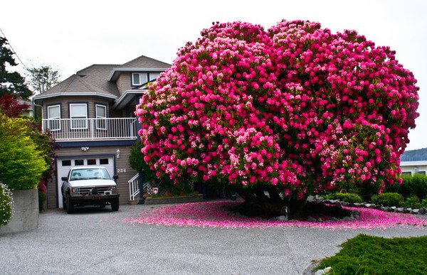 125 years old Rhododendron tree in Canada