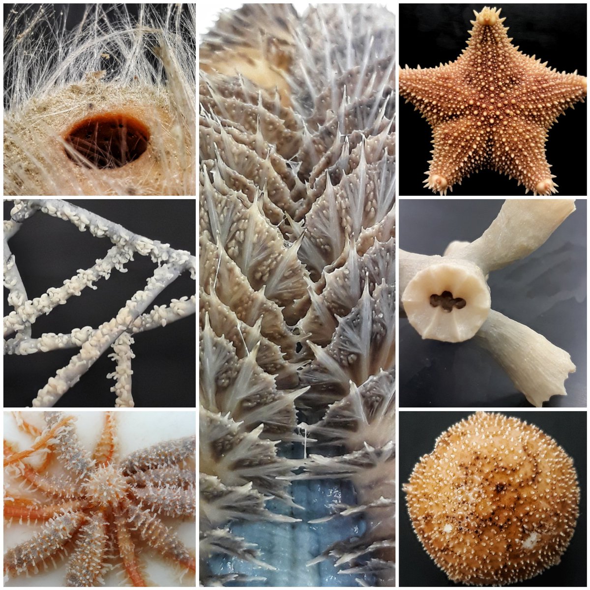 Zoe Richards (@ZoeR_Coral) on Twitter photo 2021-05-25 05:39:25 Unpacking Ashmore Reef mesophotic #twilightcoral marine invertebrate specimens is now complete. Time to firm up the names of these precious inverts! #biodiversity #museums #discovery #marineinvertebrates #marinescience #taxonomy #systematics Unpacking Ashmore Reef mesophotic #twilightcoral marine invertebrate specimens is now complete. Time to firm up the names of these precious inverts! #biodiversity #museums #discovery #marineinvertebrates #marinescience #taxonomy #systematics