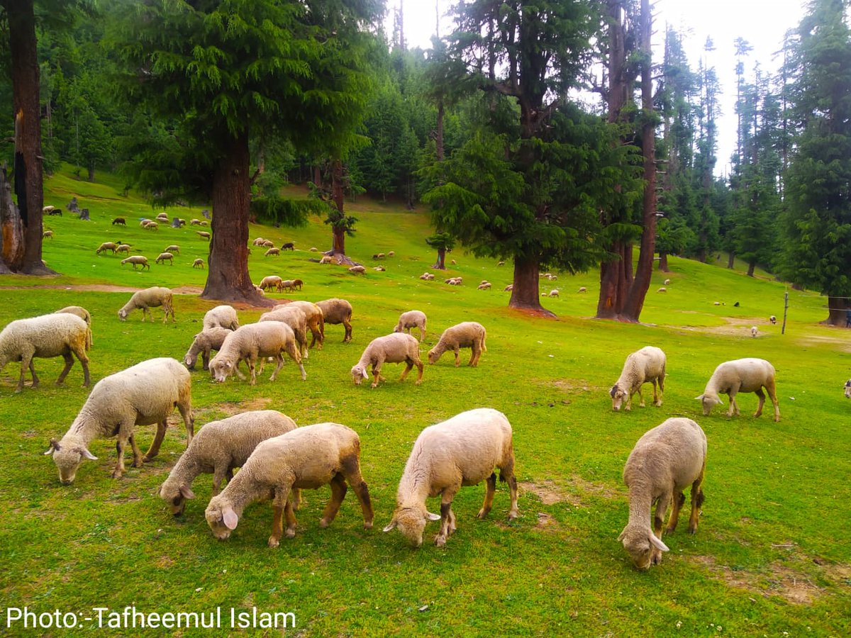 JKYWFLolab's tweet photo. Lolab Kupwara the beautiful valley..!
📷 Tafheemul Islam.
@manojsinha_ @OfficeOfLGJandK @DrGVSundeep_IPS @JandKBank @JmuKmrPolice @KashmirPolice @DivComKmrOffice @IamOnir @islahmufti @DrGVSundeep_IPS @DDC_Kupwara @JandKTourism @jktourismpolice @nagma_morarji https://t.co/s2m5rThxgM
