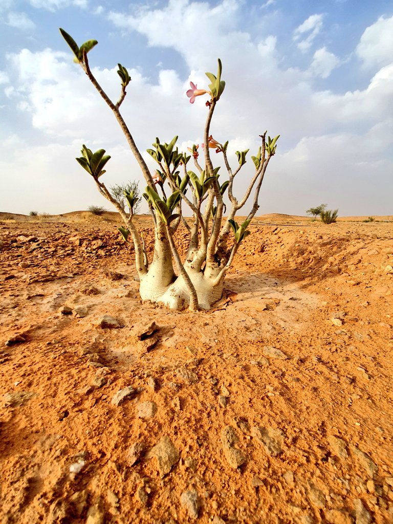 asalamAlsalman's tweet photo. من نباتات محميتي النباتية ( العَدَنَةُ )
وهي نبات عصاري معمرة لها جذع عريض يصل طولها في بعض الأحيان إلى ثلاث أمتار لها أزهار وردية اللون ، تتنشر بشكل طبيعي في المنطقة الجنوبية من #الطائف إلى #أبها و #اليمن و #عمان
الاسم العلمي
#Adenium_Obesum https://t.co/1sLxxhlYrQ