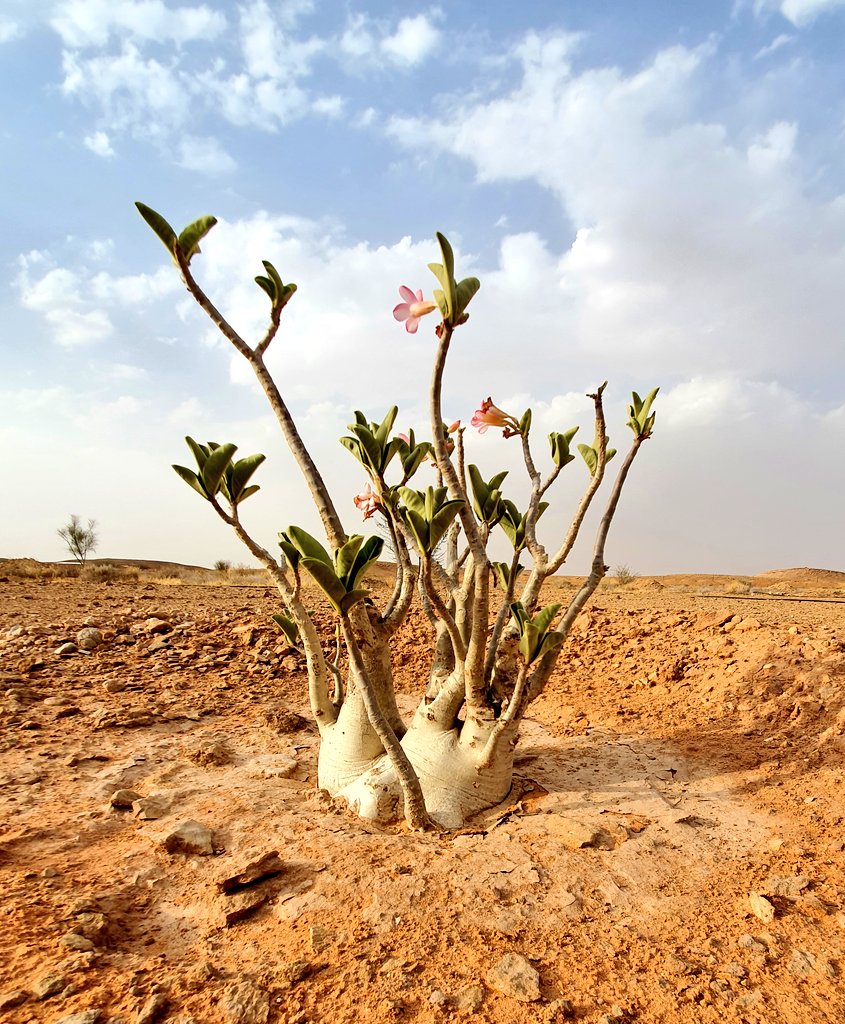 asalamAlsalman's tweet photo. من نباتات محميتي النباتية ( العَدَنَةُ )
وهي نبات عصاري معمرة لها جذع عريض يصل طولها في بعض الأحيان إلى ثلاث أمتار لها أزهار وردية اللون ، تتنشر بشكل طبيعي في المنطقة الجنوبية من #الطائف إلى #أبها و #اليمن و #عمان
الاسم العلمي
#Adenium_Obesum https://t.co/1sLxxhlYrQ