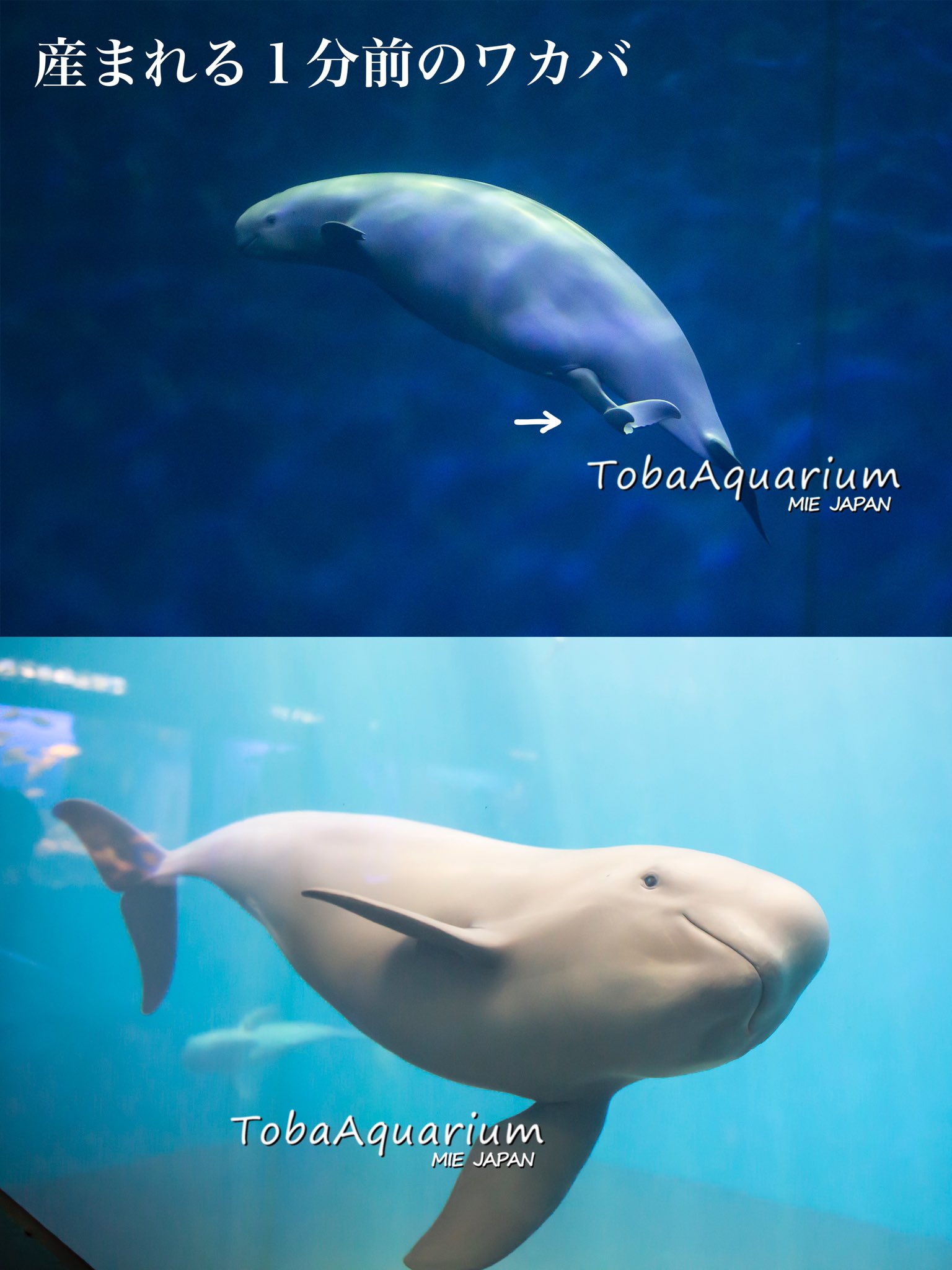 鳥羽水族館 Toba Aquarium 今日はお誕生日がいっぱい スナメリのワカバ 2歳 ココロ 4歳 イロワケイルカのカイ 24歳 みんなお誕生日おめでとう 小さい頃の貴重な写真も要チェック 鳥羽水族館 スナメリ イロワケイルカ カイは現在