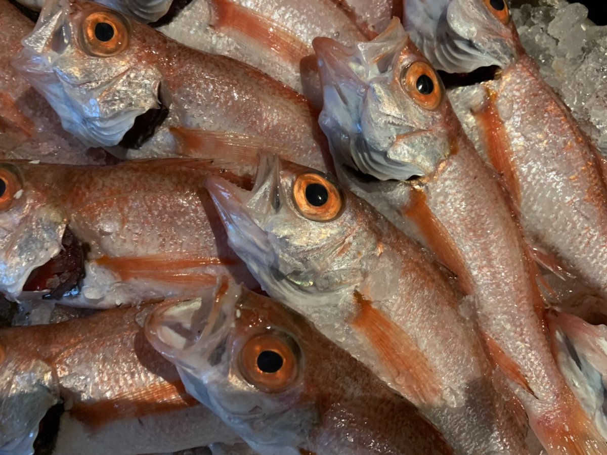 ノドグロ Twitter Search