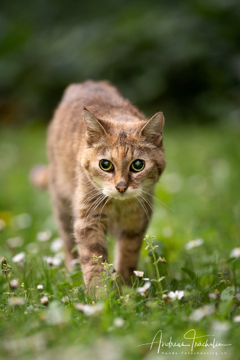 crazycanvas's tweet photo. Lieblingsbilder vom tollen Katzen- #photoshooting. 😍
(c) 📸 Andreas Trächslin https://t.co/rrHeyTAAaF