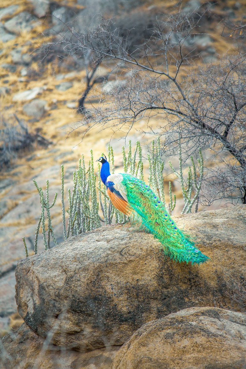 atrangeen's tweet photo. Sirohi, Rajasthan, India.
#atrangeen https://t.co/T1wwhcJ7YZ