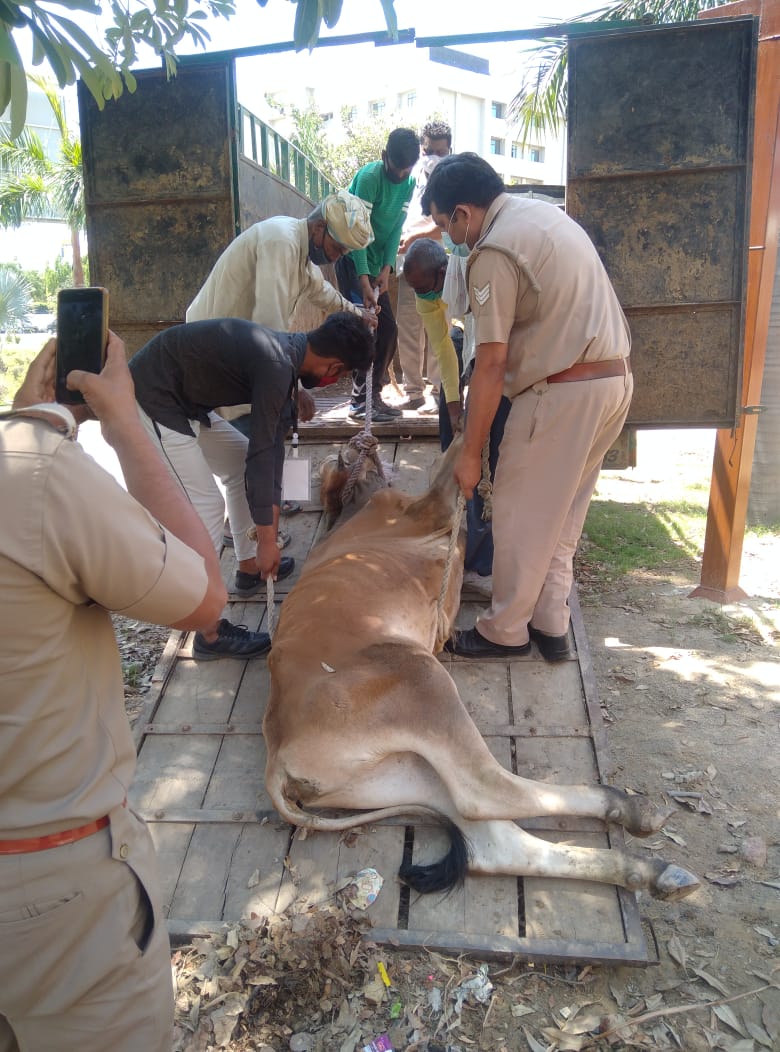 Cow Rescued By Ever Compassionate @OfficialGNIDA and @noidapolice 🐾🐾
Thank you so much for your #KindnessInCrisis 💙