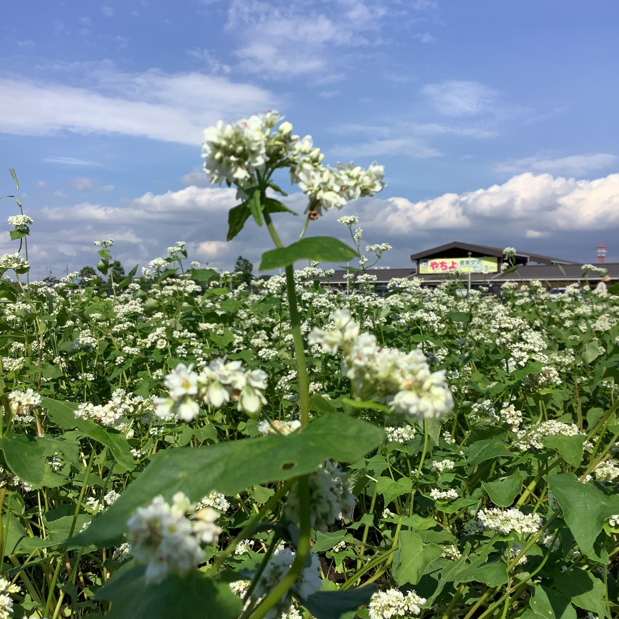 道の駅やちよ 蕎麦の花が見頃になっています やちよ農業交流センターの駐車場から見える蕎麦畑 一面に白い花絨毯が綺麗に広がっていますよ 近隣に数ヵ所蕎麦花畑がありますので散策するのもよし 交流センター 道の駅やちよ 蕎麦 花絨毯 花畑