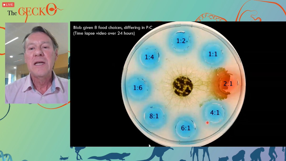 geckoconsortium's tweet photo. #GECKOconference Prof. Steve Simpson explaining #nutritionalgeometry via fascinating experiments with slime mold!
@CPC_usyd
✍️https://t.co/tDG6NQ5tyj https://t.co/D8b8emKq7O
