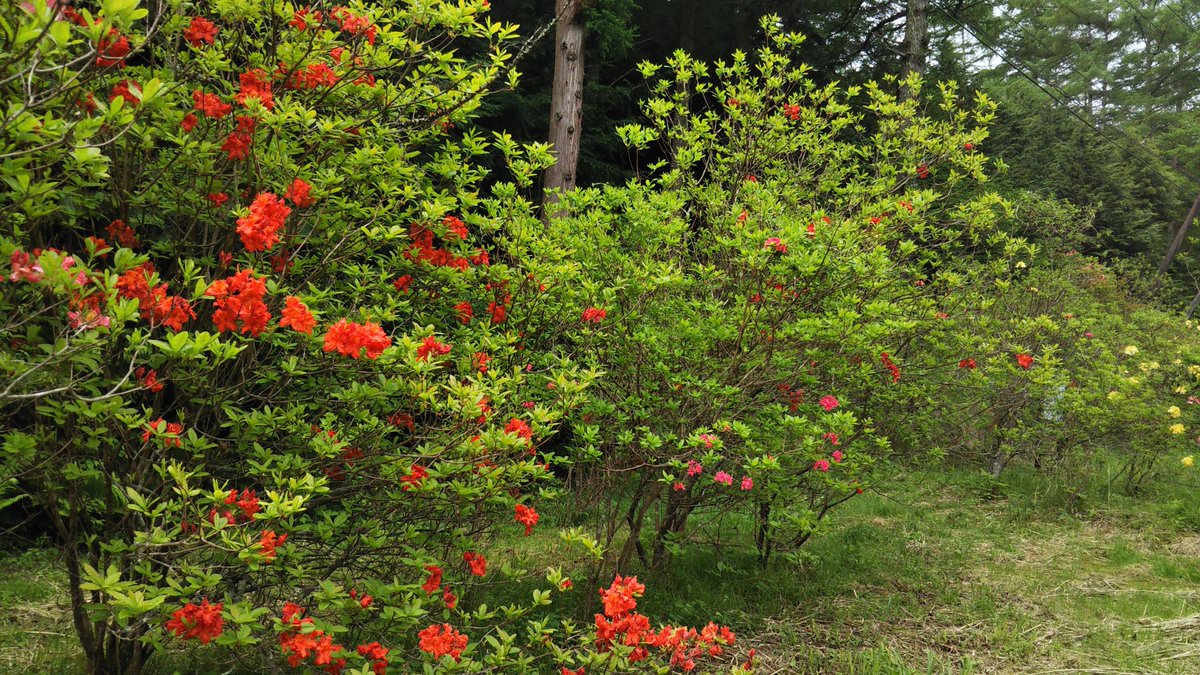 H エクスバリーアザレア Etiketa Sto Twitter