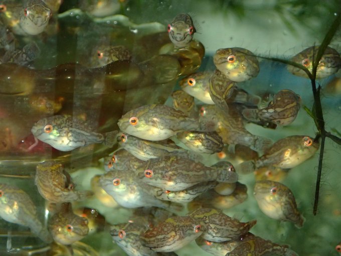 アカムシのtwitterイラスト検索結果